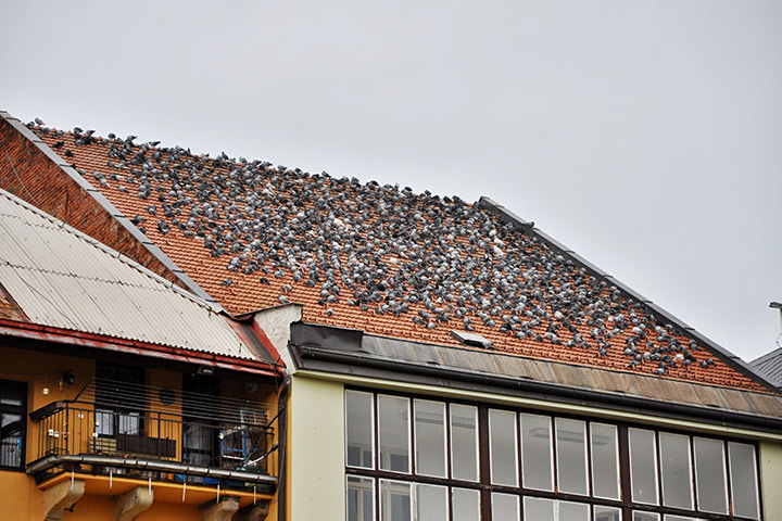 A2B Pest Control are able to install spikes to deter birds from roofs in Swiss Cottage. 