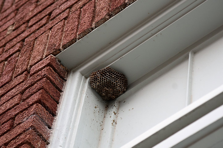 We provide a wasp nest removal service for domestic and commercial properties in Swiss Cottage.